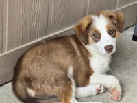 Sam, a male Miniature Australian Shepherd for sale in Washington Court House, OH – 2 of 6