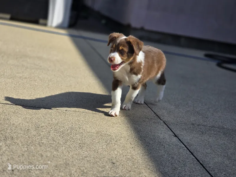 Dean – Miniature Australian Shepherd puppy for sale in Washington Court House, OH