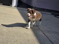 Dean, a male Miniature American Shepherd for sale in Washington Court House, OH – 2 of 3