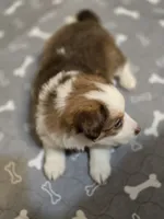 Sam, a male Miniature American Shepherd for sale in Washington Court House, OH – 2 of 2