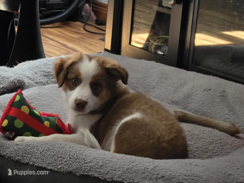 Sam – Miniature Australian Shepherd puppy for sale in Washington Court House, OH