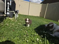 Rowena , a female Miniature American Shepherd for sale in Washington Court House, OH – 4 of 5