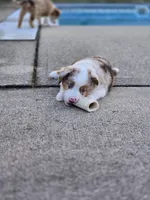 Crowley, a male Miniature American Shepherd for sale in Washington Court House, OH – 3 of 3