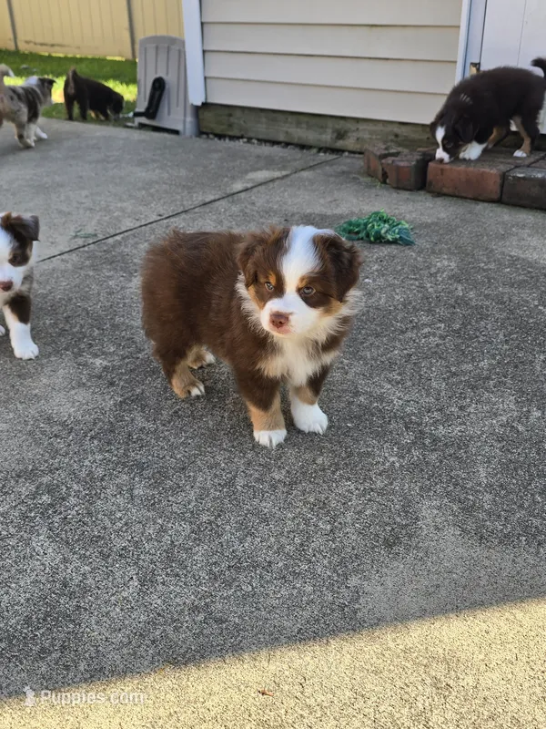 Richie, a male Miniature American Shepherd for sale in Washington Court House, OH – 1 of 2