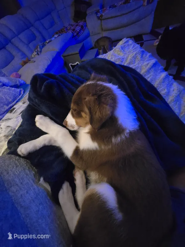 Dean – Miniature Australian Shepherd puppy for sale in Washington Court House, OH