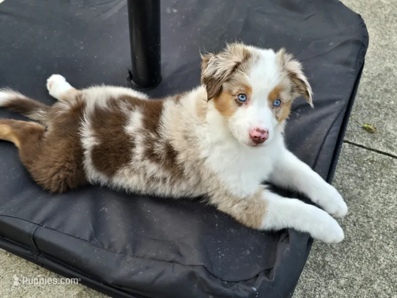 Crowley – Miniature Australian Shepherd puppy for sale in Washington Court House, OH