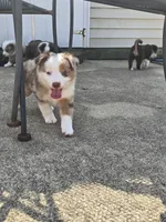 Potsie, a male Miniature American Shepherd for sale in Washington Court House, OH – 2 of 4