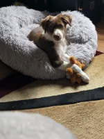 Dean, a male Miniature Australian Shepherd for sale in Washington Court House, OH – 5 of 10