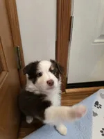Joanie, a female Miniature American Shepherd for sale in Washington Court House, OH – 3 of 4
