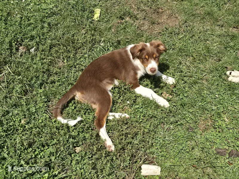 Dean – Miniature Australian Shepherd puppy for sale in Washington Court House, OH