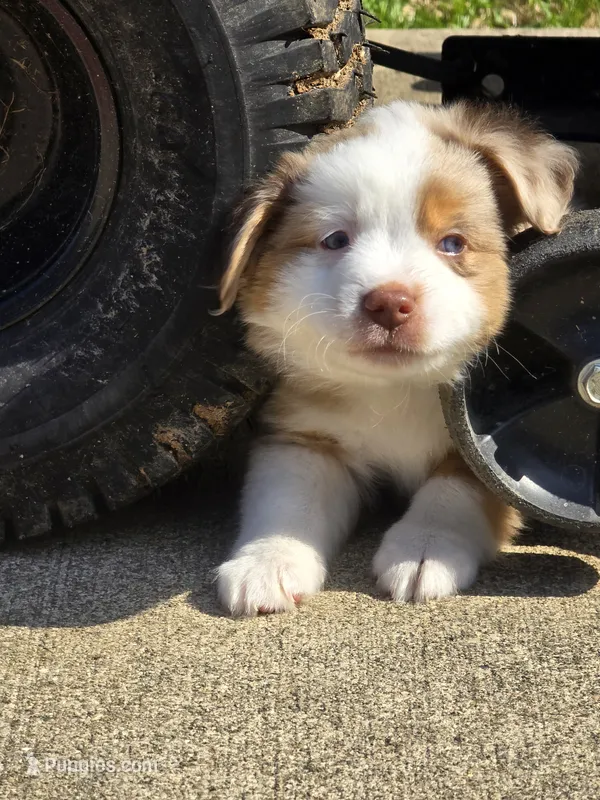 Potsie, a male Miniature American Shepherd for sale in Washington Court House, OH – 1 of 4