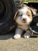 Potsie, a male Miniature American Shepherd for sale in Washington Court House, OH – 1 of 4