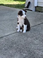 Joanie, a female Miniature American Shepherd for sale in Washington Court House, OH – 2 of 4