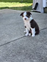 Joanie, a female Miniature American Shepherd for sale in Washington Court House, OH – 1 of 4