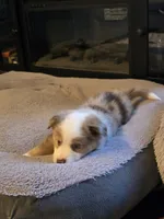 Ralph, a male Miniature American Shepherd for sale in Washington Court House, OH – 3 of 4