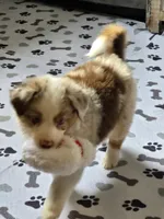 Crowley, a male Miniature American Shepherd for sale in Washington Court House, OH – 2 of 3