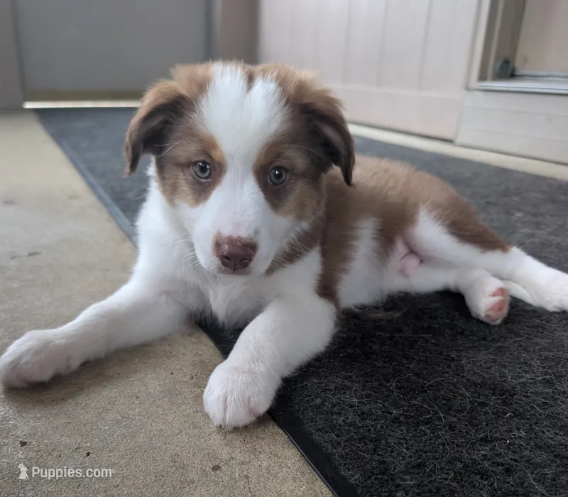 Sam – Miniature Australian Shepherd puppy for sale in Washington Court House, OH