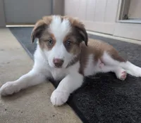 Sam, a male Miniature Australian Shepherd for sale in Washington Court House, OH – 1 of 6