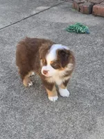 Richie, a male Miniature American Shepherd for sale in Washington Court House, OH – 2 of 2