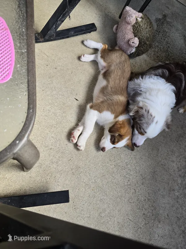 Sam – Miniature Australian Shepherd puppy for sale in Washington Court House, OH