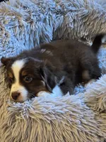 Fonzie, a male Miniature American Shepherd for sale in Washington Court House, OH – 1 of 3