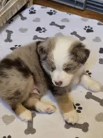 Ralph, a male Miniature American Shepherd for sale in Washington Court House, OH – 2 of 4