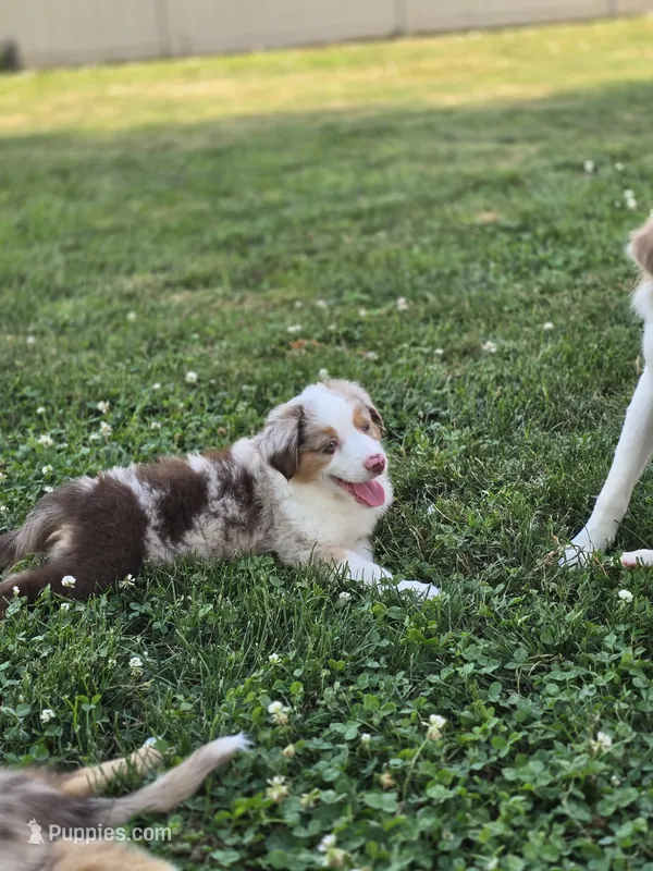 Crowley – Miniature Australian Shepherd puppy for sale in Washington Court House, OH
