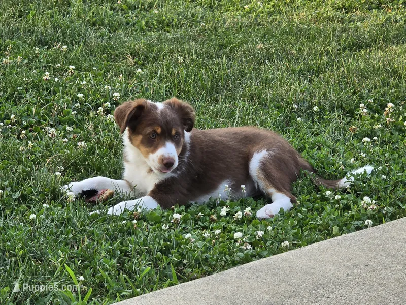 Dean – Miniature Australian Shepherd puppy for sale in Washington Court House, OH
