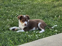 Dean, a male Miniature Australian Shepherd for sale in Washington Court House, OH – 9 of 10