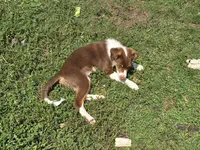 Dean, a male Miniature Australian Shepherd for sale in Washington Court House, OH – 2 of 10