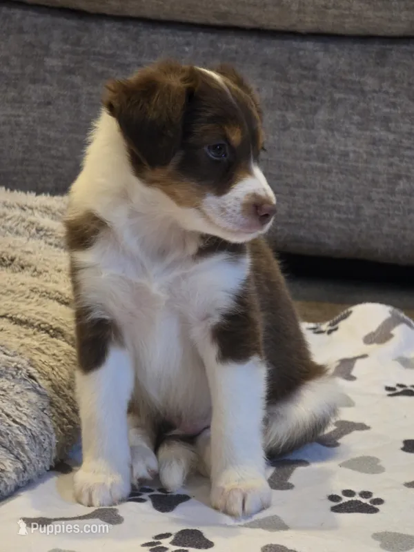Dean – Miniature American Shepherd puppy for sale in Washington Court House, OH