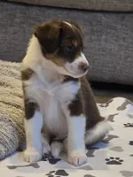 Dean, a male Miniature American Shepherd for sale in Washington Court House, OH – 1 of 3