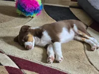 Dean, a male Miniature Australian Shepherd for sale in Washington Court House, OH – 7 of 10