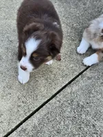Fonzie, a male Miniature American Shepherd for sale in Washington Court House, OH – 2 of 3
