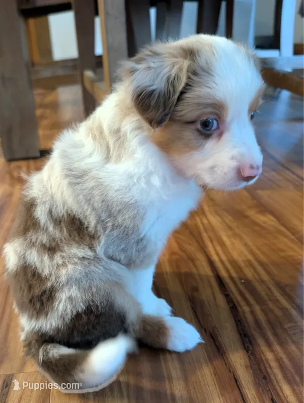 Crowley – Miniature American Shepherd puppy for sale in Washington Court House, OH