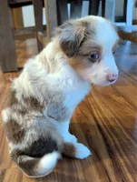 Crowley, a male Miniature American Shepherd for sale in Washington Court House, OH – 1 of 3