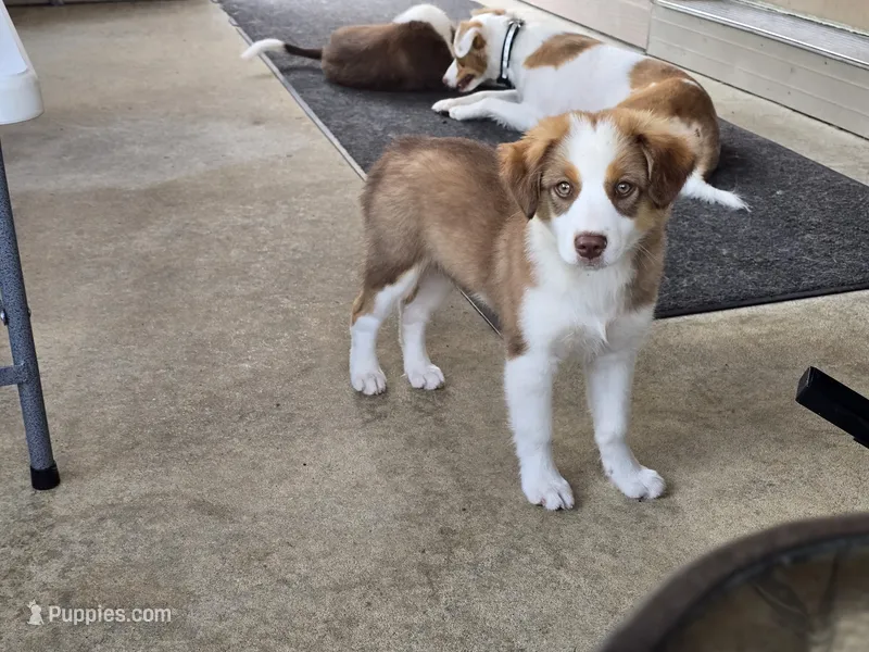Sam – Miniature Australian Shepherd puppy for sale in Washington Court House, OH