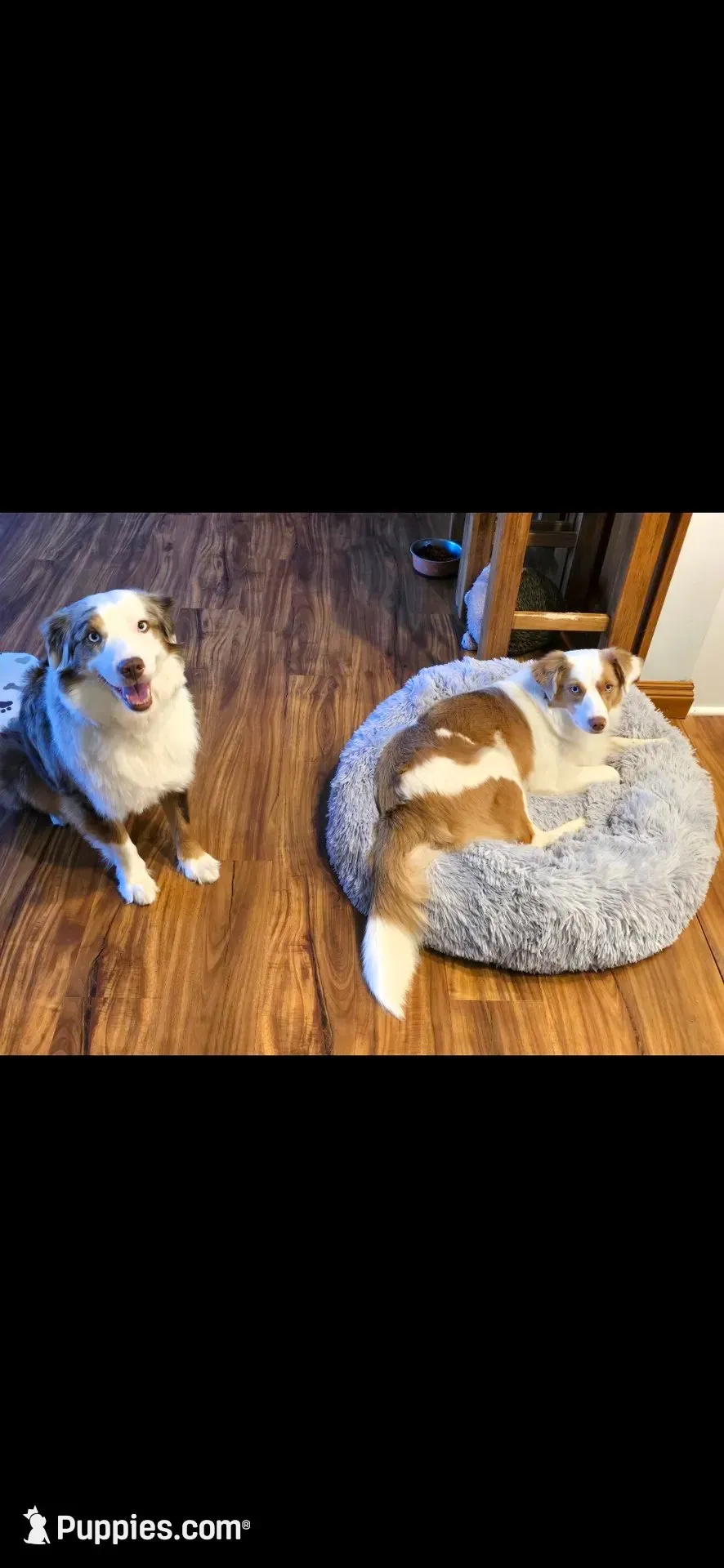 Dean, a male Miniature Australian Shepherd for sale in Washington Court House, OH – 10 of 10