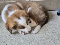 Sam, a male Miniature Australian Shepherd for sale in Washington Court House, OH – 3 of 6