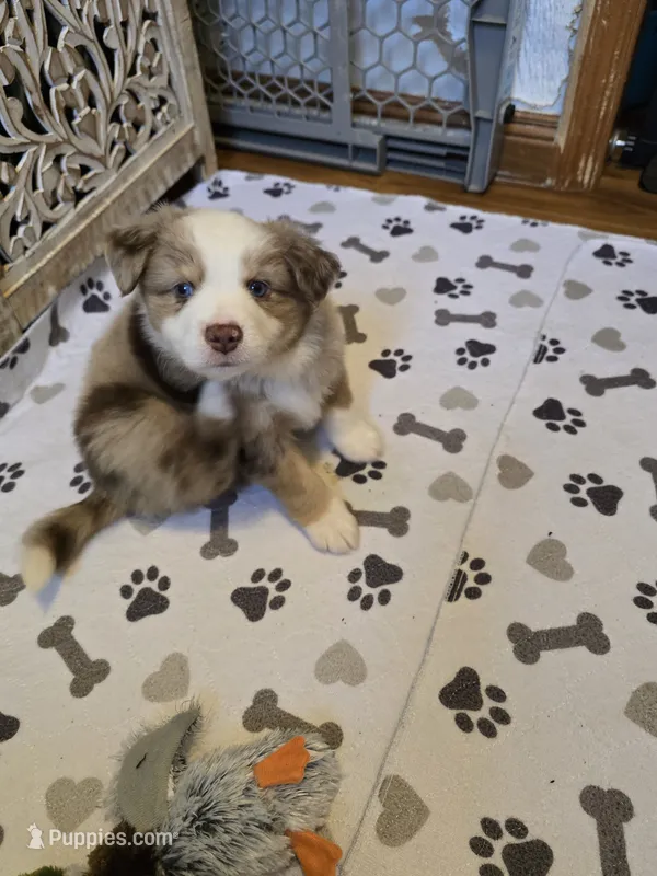 Ralph, a male Miniature American Shepherd for sale in Washington Court House, OH – 1 of 4