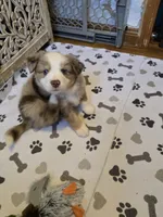 Ralph, a male Miniature American Shepherd for sale in Washington Court House, OH – 1 of 4
