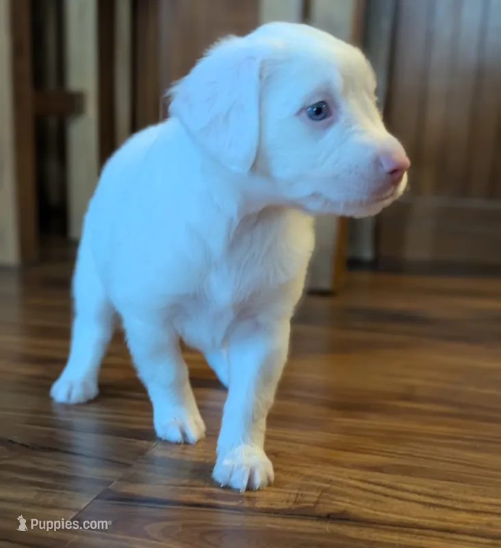 Amara – Miniature American Shepherd puppy for sale in Washington Court House, OH