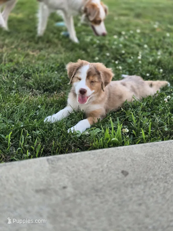 Jody – Miniature Australian Shepherd puppy for sale in Washington Court House, OH
