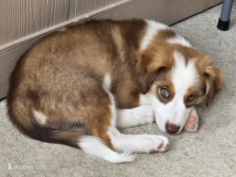 Sam – Miniature Australian Shepherd puppy for sale in Washington Court House, OH