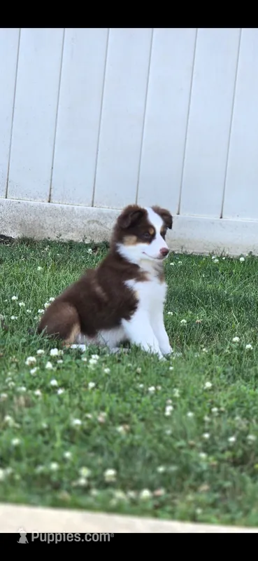 Rowena  – Miniature Australian Shepherd puppy for sale in Washington Court House, OH