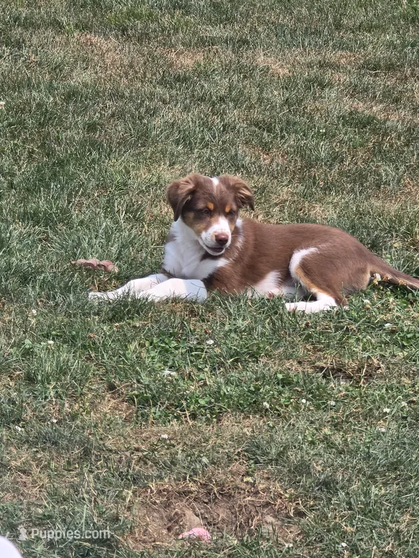 Dean – Miniature Australian Shepherd puppy for sale in Washington Court House, OH