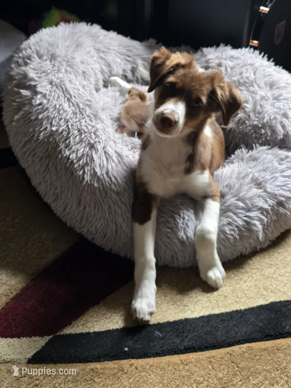 Dean – Miniature Australian Shepherd puppy for sale in Washington Court House, OH