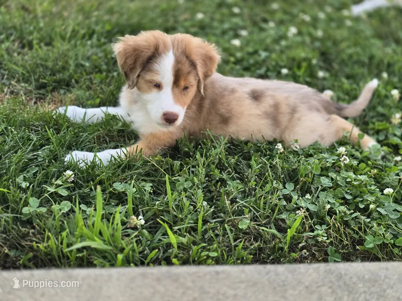 Jody – Miniature Australian Shepherd puppy for sale in Washington Court House, OH