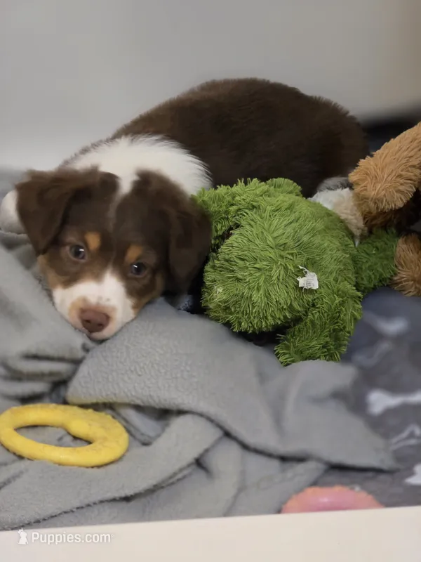 Dean – Miniature Australian Shepherd puppy for sale in Washington Court House, OH