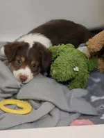 Dean, a male Miniature American Shepherd for sale in Washington Court House, OH – 3 of 3